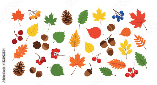 A large collection of colorful autumn leaves, berries, acorns, and pinecones, featuring various tree species like maple and oak.