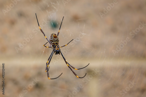 Close up of a golden orb weaver spider hanging in web in Brooklyn, NSW, Australia