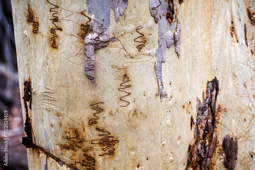 Close up of a scribbly gum tree bark with characteristic zig zap pattern of scribbles in Ku-ring-gai park, NSW, Australia
