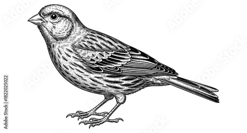 Intricate black and white sparrow bird art with detailed feather design