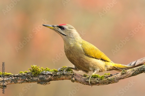 Greyheaded woodpecker Picus canus bird songbird wildlife nature predator cock o the north, beautiful animal mountain finch, animal, bird watching ornithology, flower bud fauna wildlife Europe