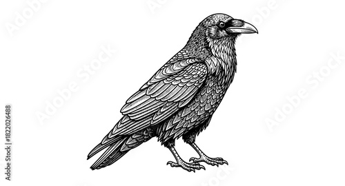 Detailed monochrome drawing of a raven with intricate feather patterns