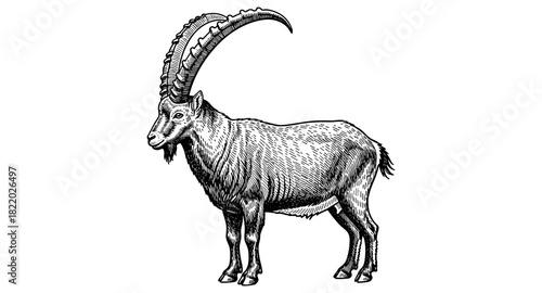 Intricate engraved style alpine ibex facing left on white background
