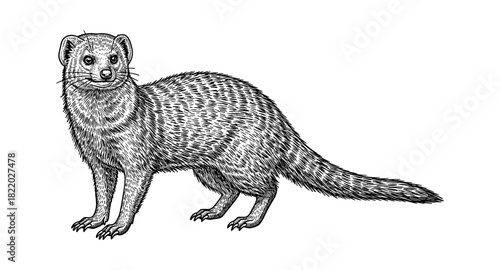 Detailed sketch of a mongoose in black and white artwork