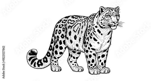 Intricate snow leopard with detailed black and white fur design
