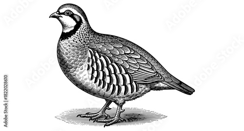 Detailed vintage engraving of a partridge in classic black and white style