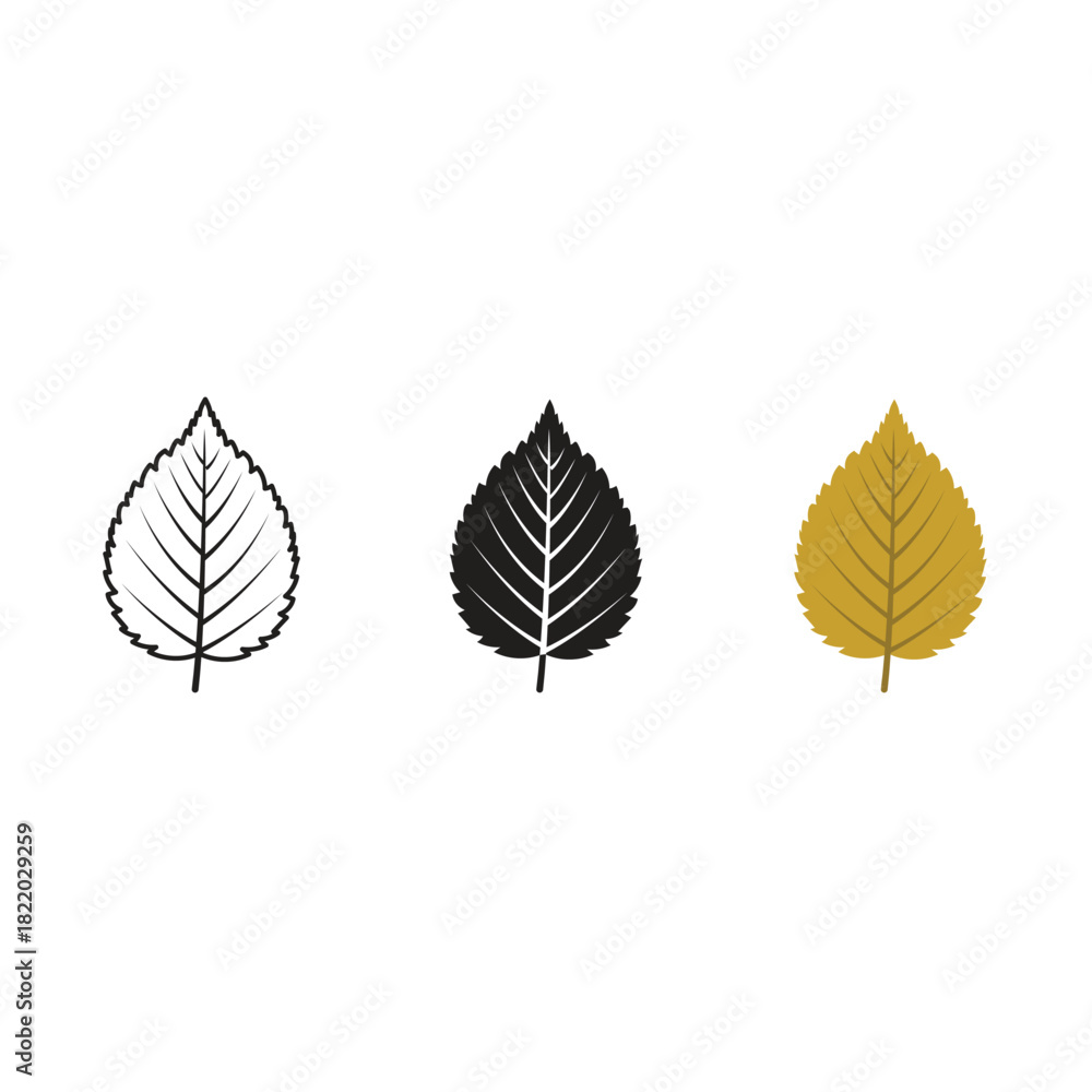Fototapeta premium Beech Leaf Vector Set – Outline, Silhouette and Colored Versions, Autumn Beech Tree Leaf Botanical Collection, Beech Leaf Trio Nature Illustration