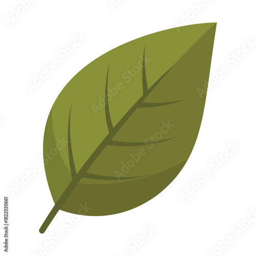 Elm Leaf Vector Illustration, Green Elm Tree Leaf Botanical Design, Natural Elm Leaf Nature Graphic