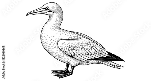 Detailed bird line drawing on white background featuring a seabird