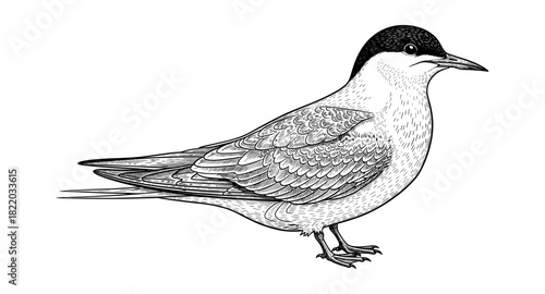 Detailed hand drawn tern bird on white background