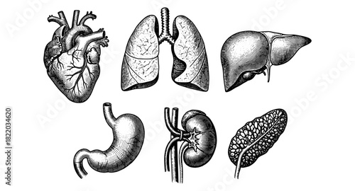 Detailed vintage engravings of human organs showcasing heart, lungs, liver, stomach, kidney, and pancreas