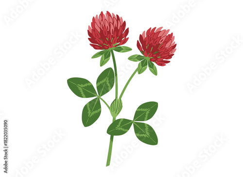 Stunning blossoms and foliage of Sanguisorba officinalis, also known as great burnet, set against a white backdrop; a hand‑drawn wildflower employed in phytotherapy, rendered as an elegant vector