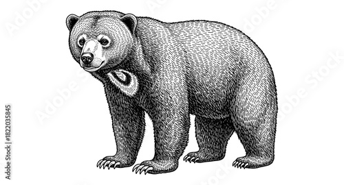 Detailed ink drawing of a bear: intricate black and white wildlife art