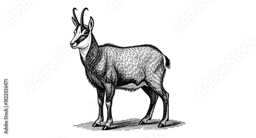 Detailed ink drawing of a mountain goat with horns standing calmly