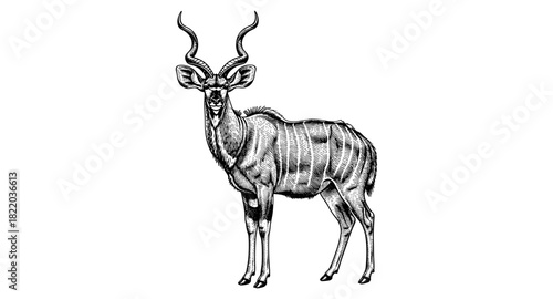 Hand drawn detailed kudu antelope in vintage ink art style
