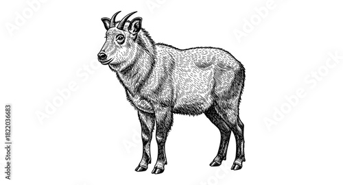 Detailed hand-drawn bighorn sheep in classic engraving style