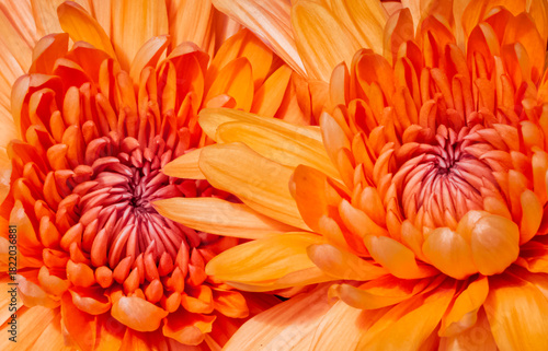 close up of orange chrysanthemum