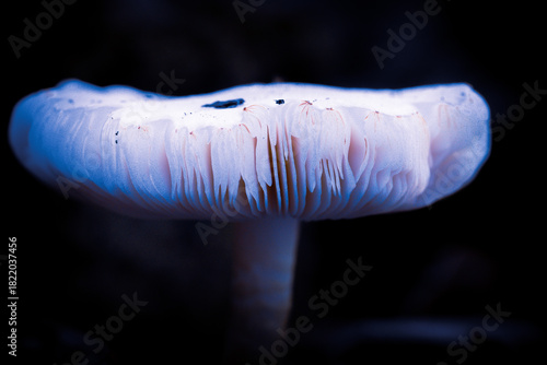 white mushroom on the ground on black