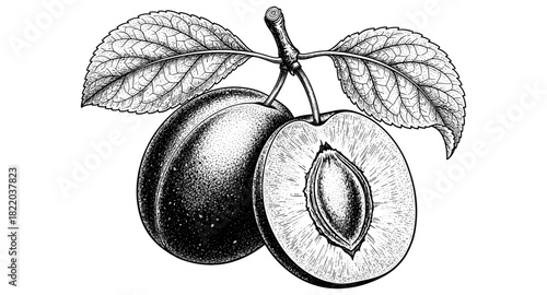 Detailed engraved botanical art of a plum with leaves in black and white