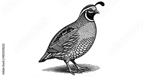 Detailed vintage engraving of a california quail with intricate feather patterns