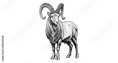 Intricate line art of a majestic bighorn sheep