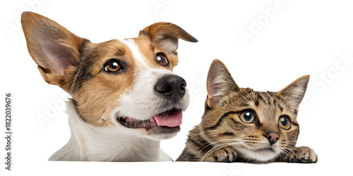 A playful dog and curious cat peeking from the side, appearing as if they are looking at the viewer. The cute and humorous composition brings joy and friendliness, perfect for children’s designs, pet 
