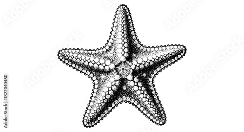 Intricate hand drawn starfish dotwork on white background