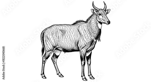 Detailed engraving of african antelope with majestic horns on white background
