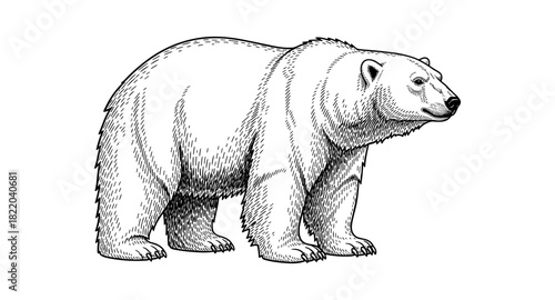 Detailed black and white polar bear drawing in engraved style
