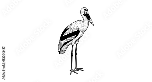 Elegant monochrome stork standing gracefully on one leg
