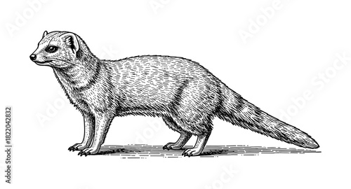 Detailed black and white engraving of a mongoose in pen and ink style