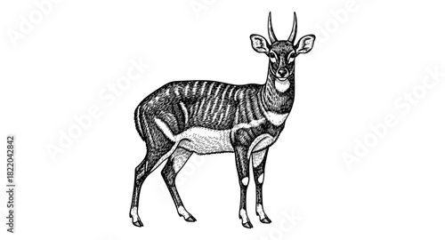 Intricate hand drawn antelope illustration with detailed fur texture