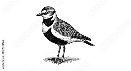 Detailed black and white engraving of a plover bird