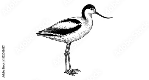 Detailed avocet bird engraving art: classic black and white wildlife design