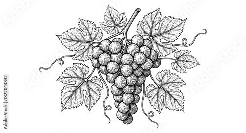 Vintage botanical drawing of grapes with detailed leaves