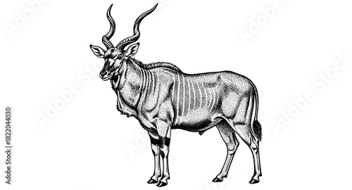 Detailed ink sketch of greater kudu with striped coat and spiral horns