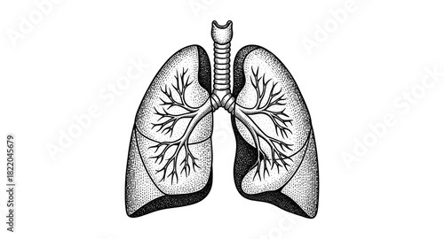 Intricate vintage anatomical drawing of human lungs in black and white