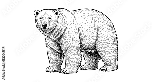 Detailed black and white bear in engraving style