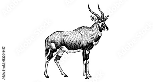 Detailed engraved antelope with horns on white background