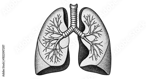 Detailed anatomical lungs with bronchial tree in vintage engraving style