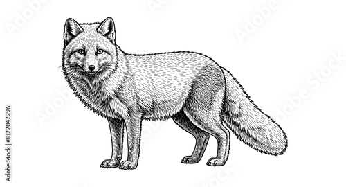 Intricate botanical-lined arctic fox standing alone on white