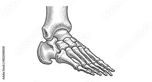 Detailed anatomical foot skeleton drawing in vintage style
