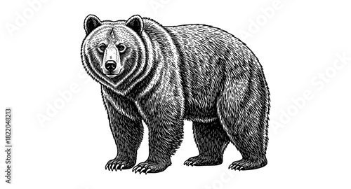 Detailed engraved style bear illustration: black and white wildlife art