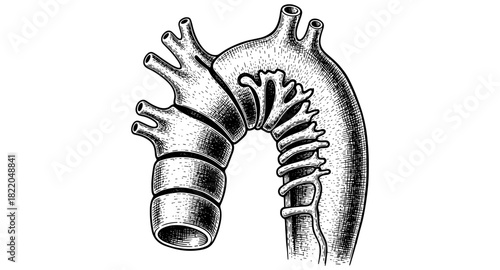 Detailed human aorta engraving with stylized anatomical design