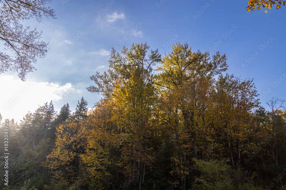 Fototapeta premium autumn in the forest