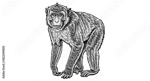 Detailed black and white monkey drawing with intricate linework and texture