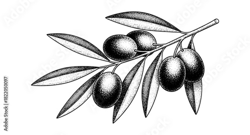 Detailed botanical drawing of an olive branch with leaves and olives