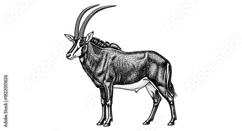 Detailed black and white pen drawing of a sable antelope with long curved horns