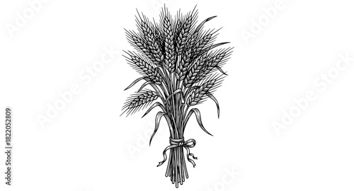 Detailed sketch of wheat bundle with ribbon on white background