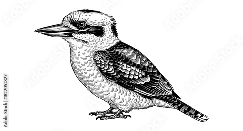 Detailed black and white kookaburra sketch with intricate feather patterns